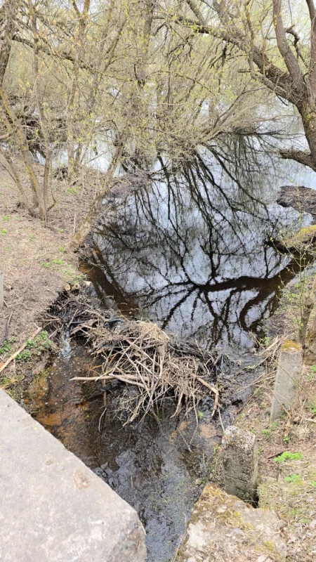 Бобровая плотина в черте города