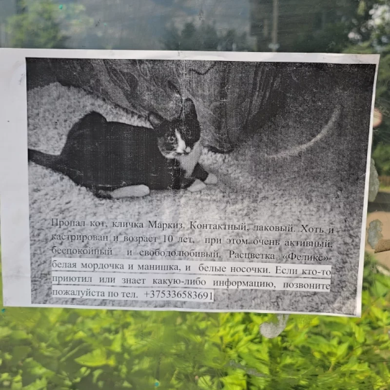 Потерялся котик маркиз, никто не видел?