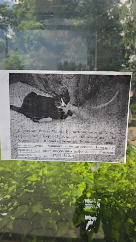 Потерялся котик маркиз, никто не видел?