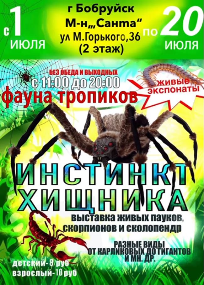 «Инстинкт хищника». Выставка живых пауков, скорпионов и сколопендр