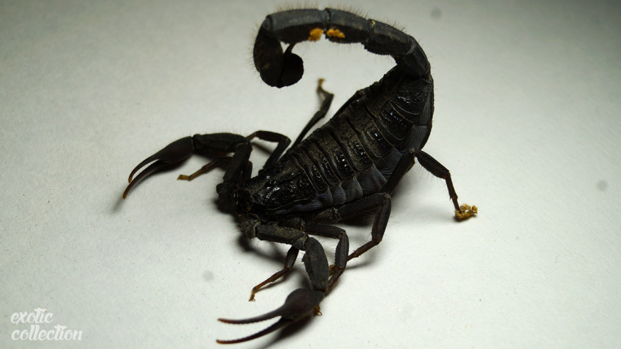 Экзотиечские домашние скорпионы
