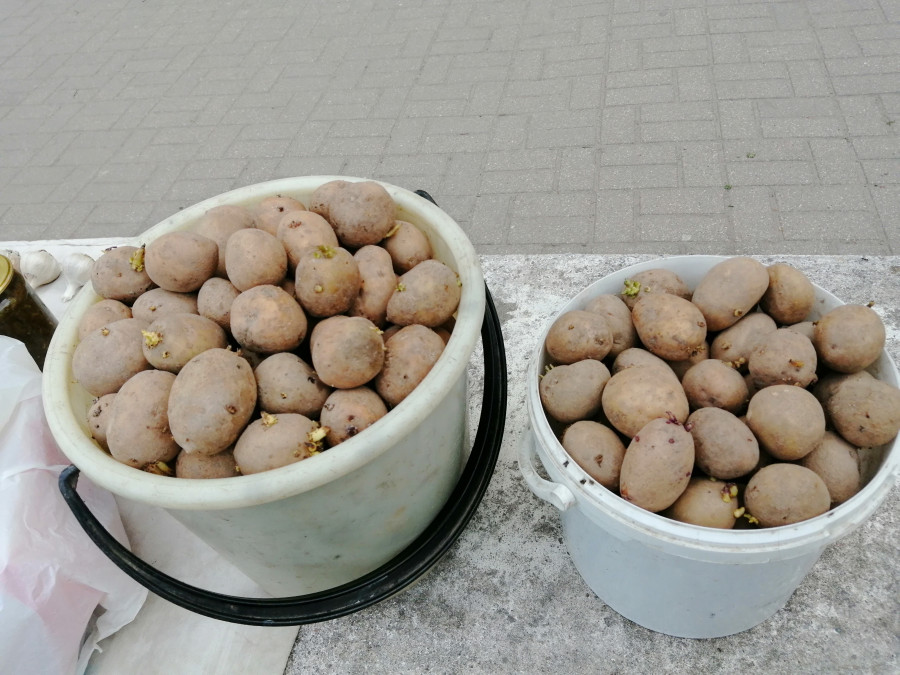 Бабяково купить семенной картофель