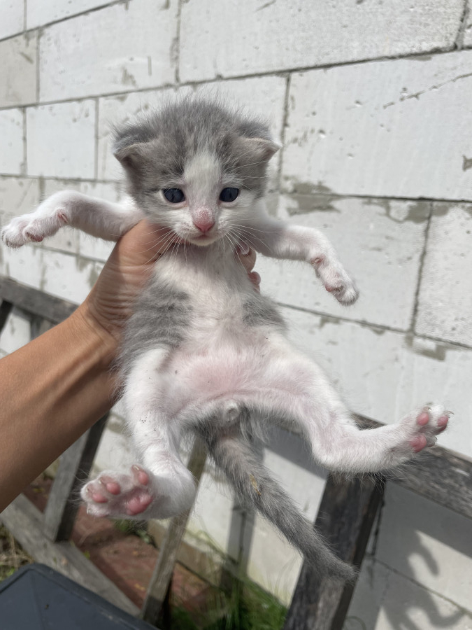 Куфар гомель котики