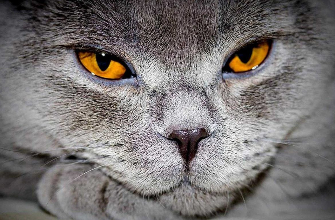 Что делать если у кошки слезятся или гноятся глаза :: Бобруйск -  Пресс-релизы