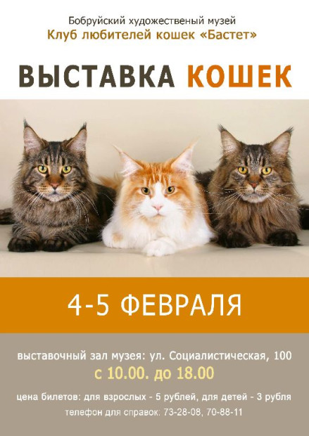 Выставка кошек